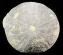 Jurassic, Fossil Echinoid (Eucosmus) - Garsif, Morocco #46385-1